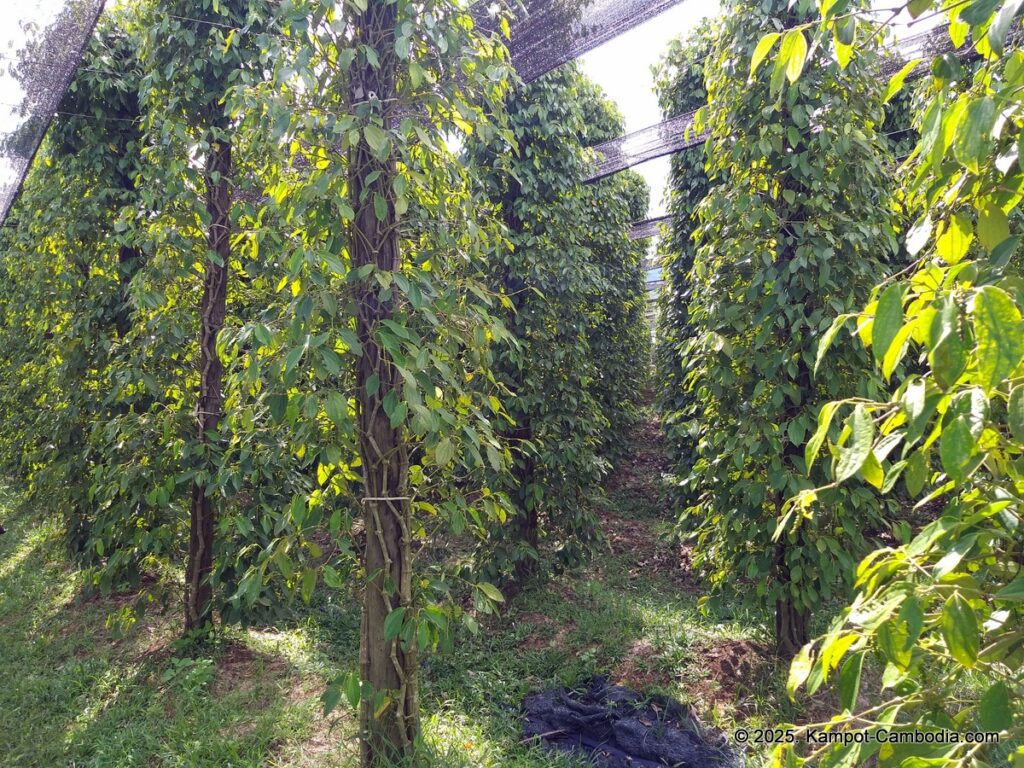 sindora garden of pepper. kampot pepper farm in cambodia