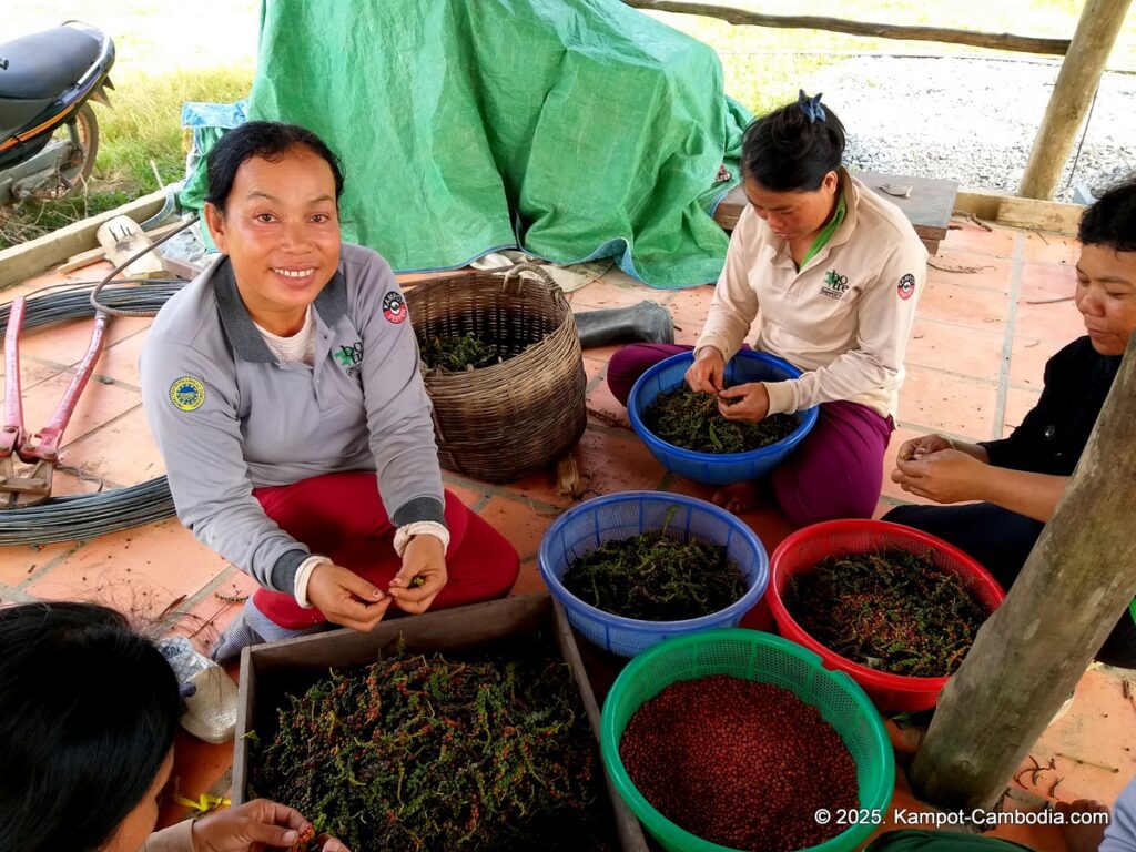 bo tree pepper farm in kampot cambodia