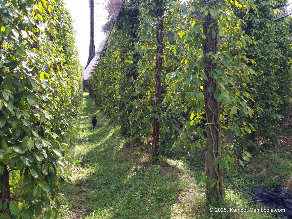 sindora garden of pepper. kampot pepper farm in cambodia