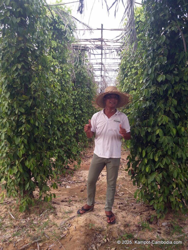 La Plantation Kampot Pepper farm in kampot cambodia