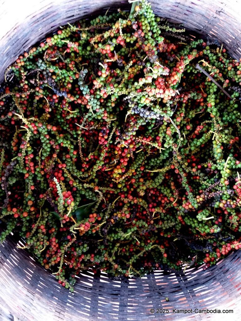 bo tree pepper farm in kampot cambodia