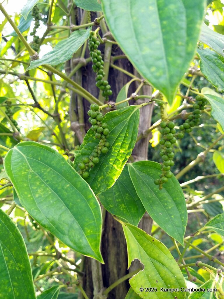 sindora garden of pepper. kampot pepper farm in cambodia