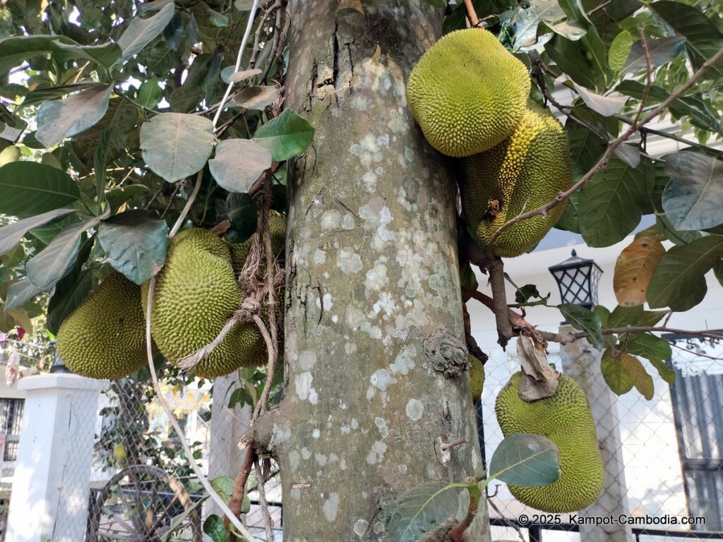 Durian Farm Le Boutique in kampot cambodia