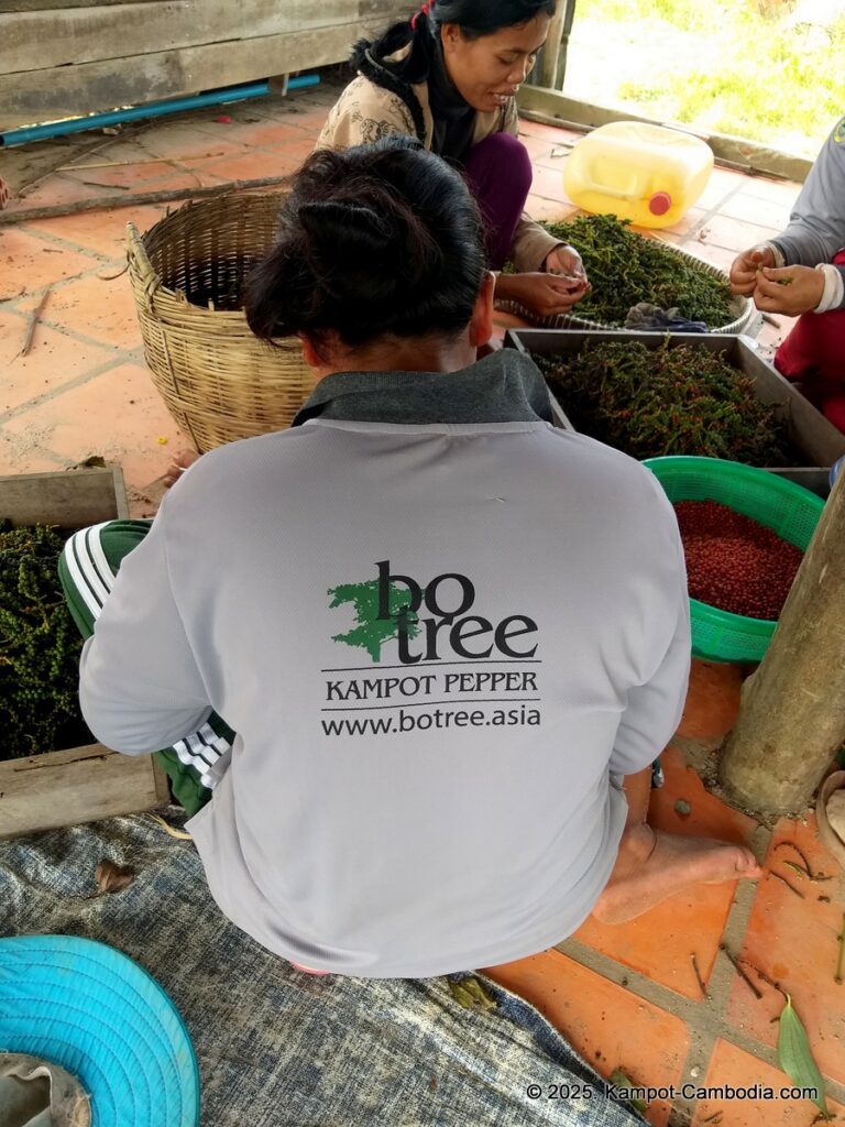 bo tree pepper farm in kampot cambodia