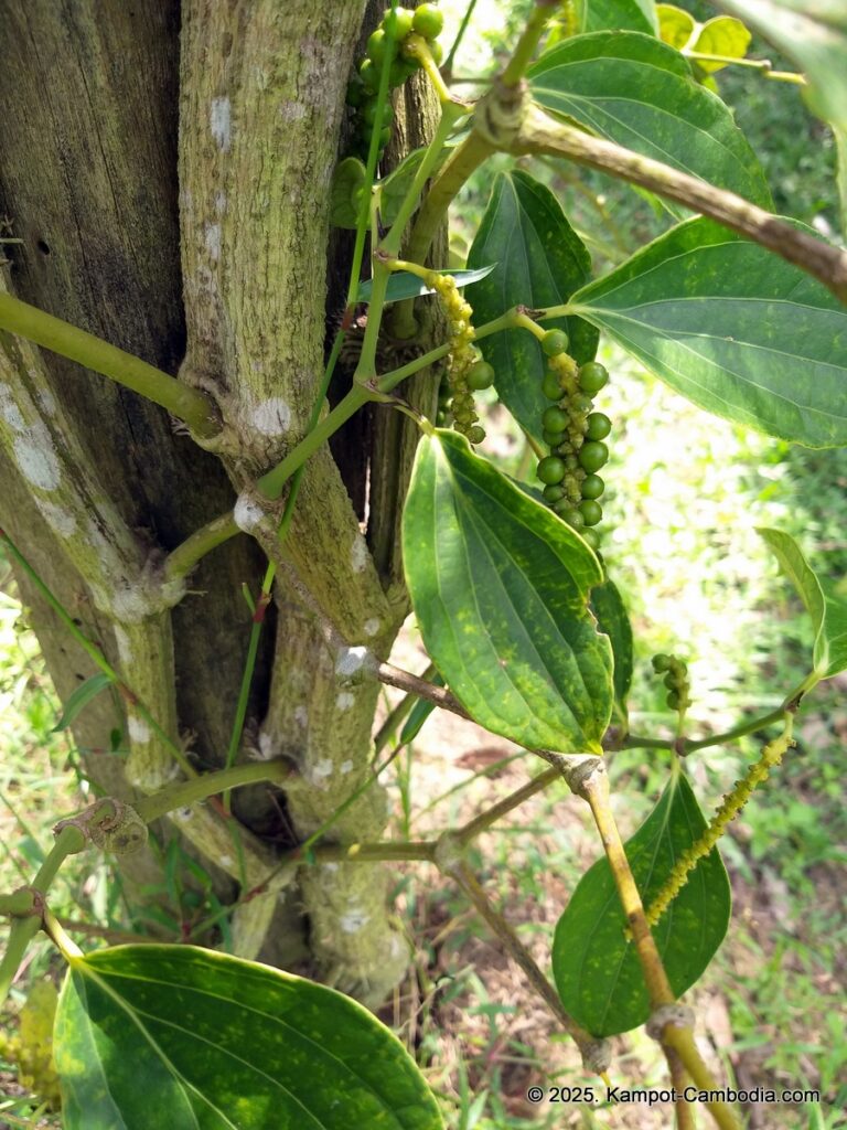 sindora garden of pepper. kampot pepper farm in cambodia