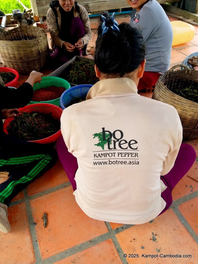 bo tree pepper farm in kampot cambodia