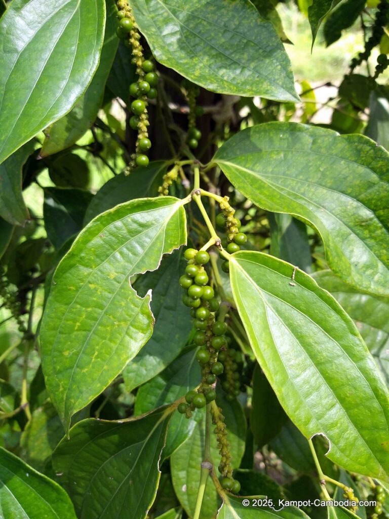 sindora garden of pepper. kampot pepper farm in cambodia