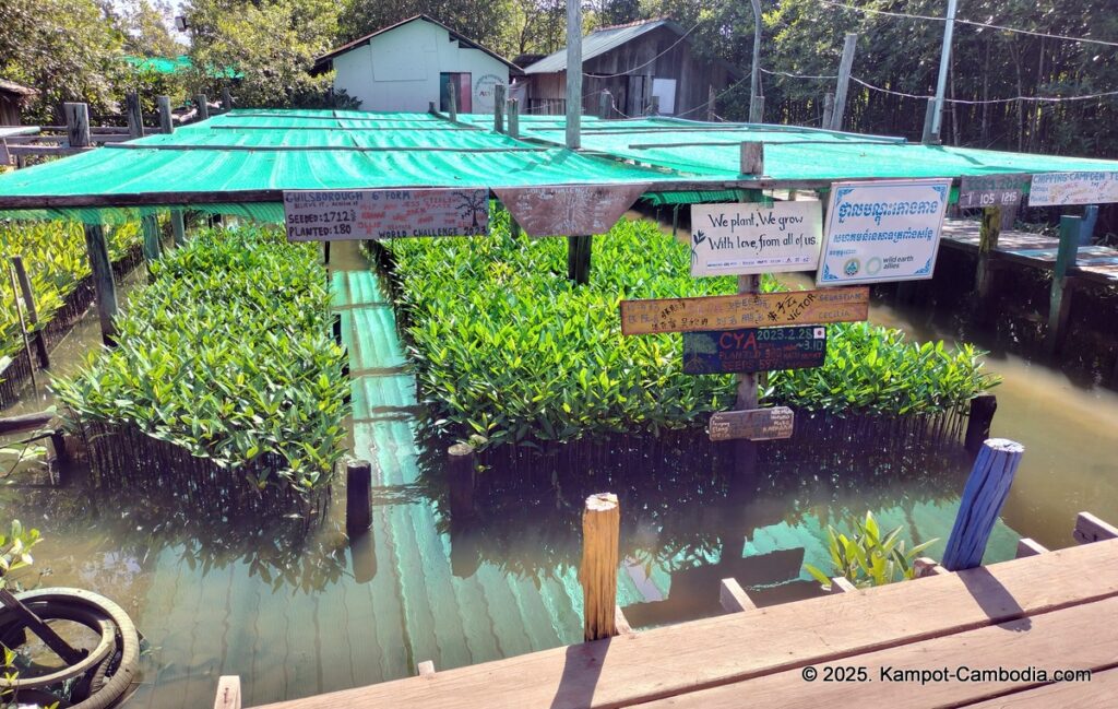 Trapeang Sangkae mangrove in kampot cambodia. boats and rooms.