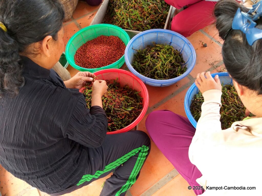 bo tree pepper farm in kampot cambodia