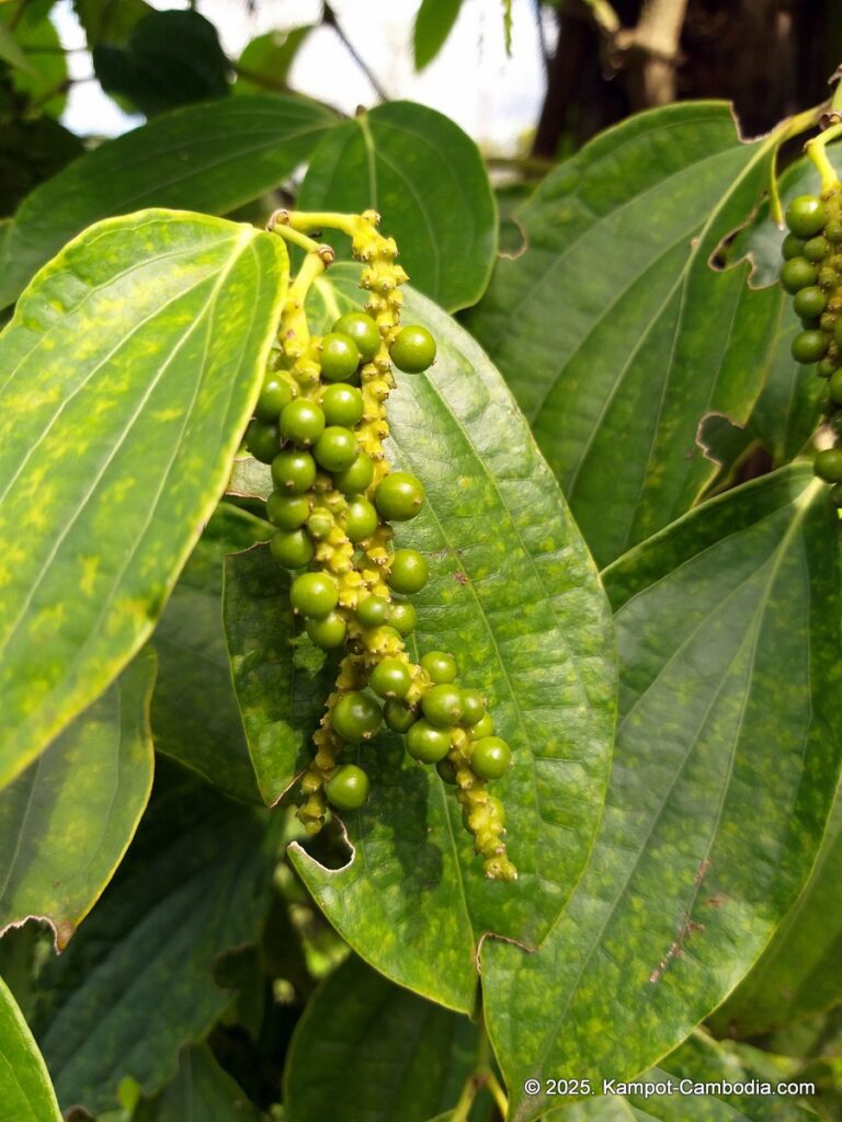 sindora garden of pepper. kampot pepper farm in cambodia