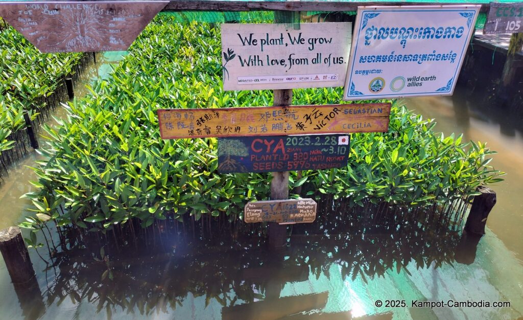 Trapeang Sangkae mangrove in kampot cambodia. boats and rooms.