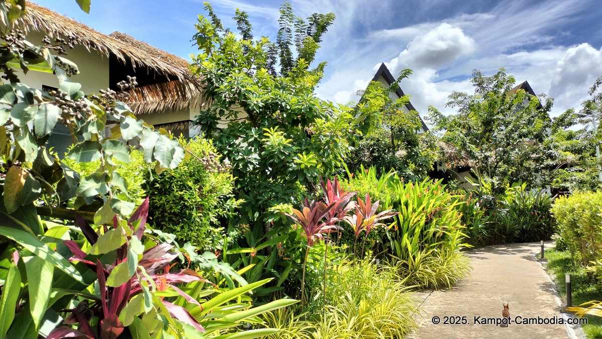 rivertree villa and resort in kampot cambodia