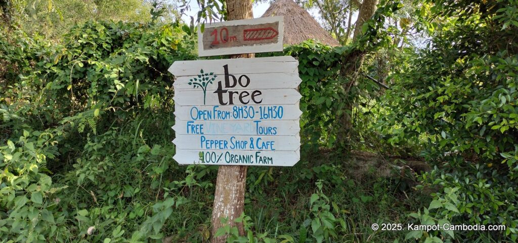 bo tree pepper farm in kampot cambodia