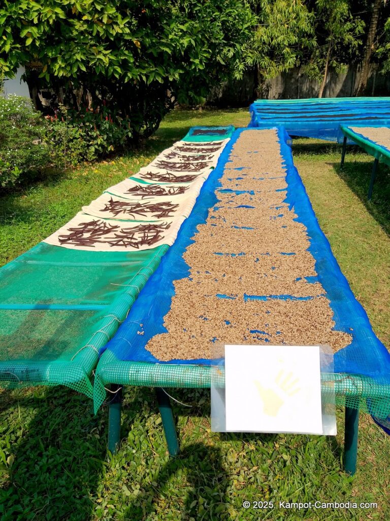 farmlink kampot pepper in cambodia.