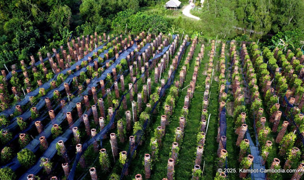 bo tree pepper farm in kampot cambodia