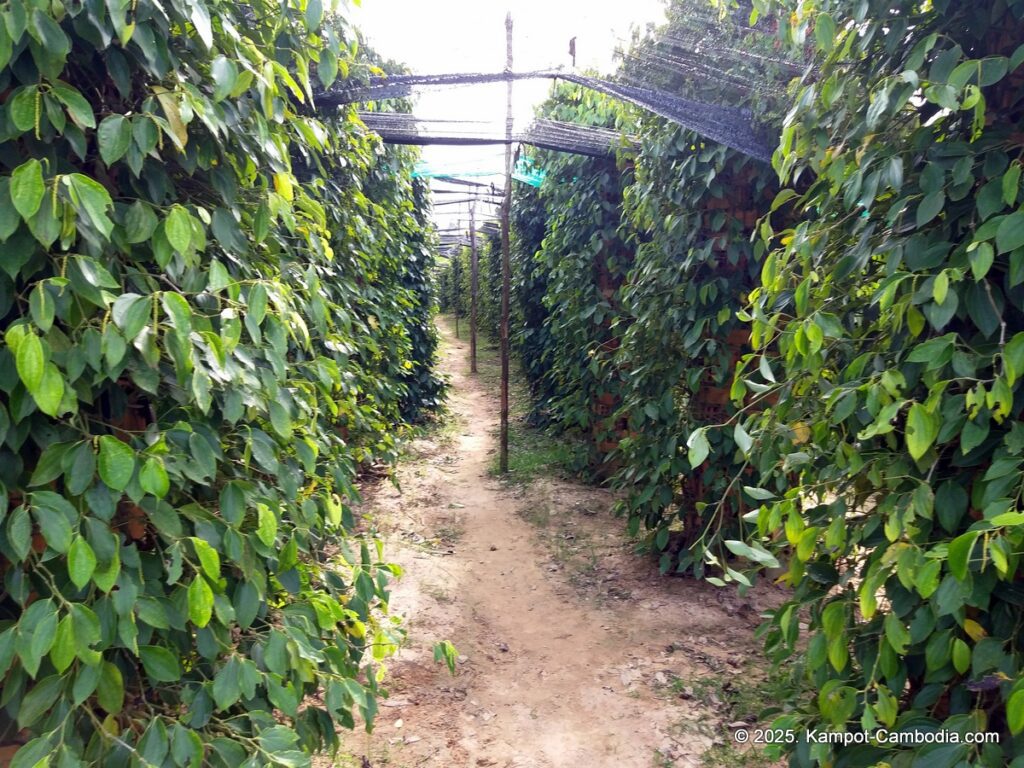 bo tree pepper farm in kampot cambodia