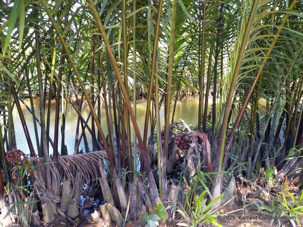 nary garden bungalow in kampot cambodia