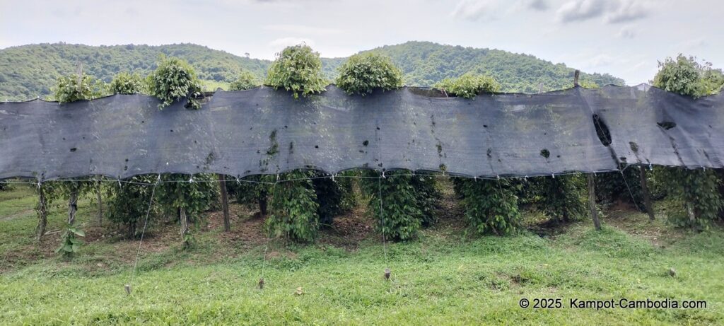 maline resort pepper farm in kampot cambodia