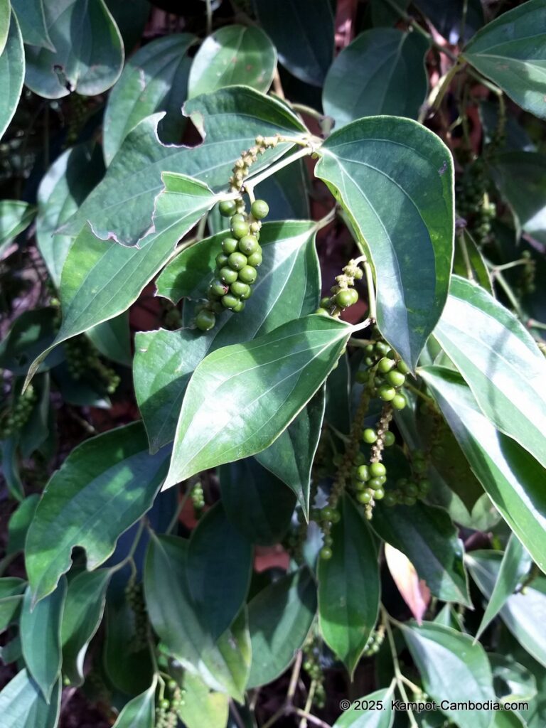 bo tree pepper farm in kampot cambodia