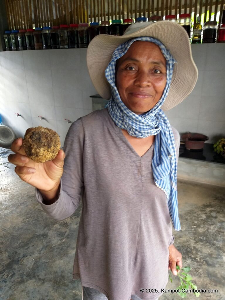 sindora garden of pepper. kampot pepper farm in cambodia