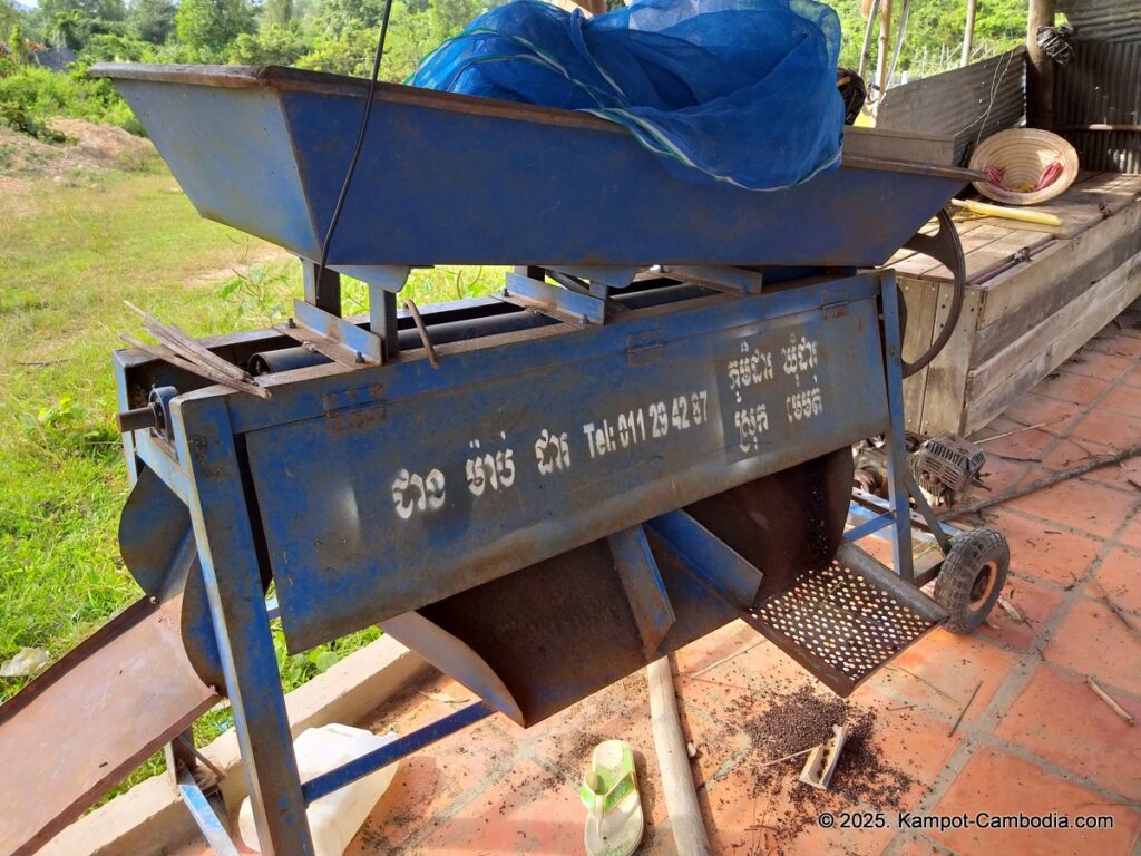 bo tree pepper farm in kampot cambodia