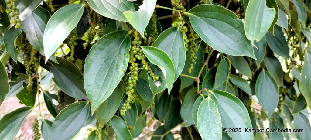 maline resort pepper farm in kampot cambodia