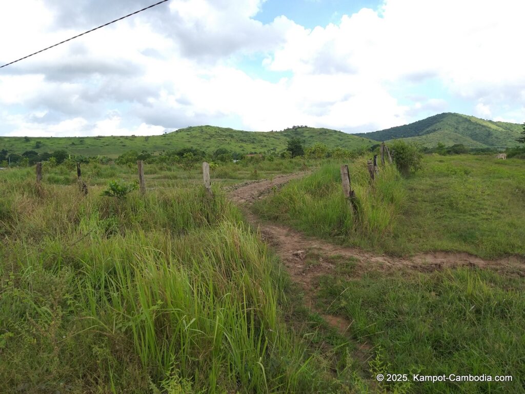 sindora garden of pepper. kampot pepper farm in cambodia