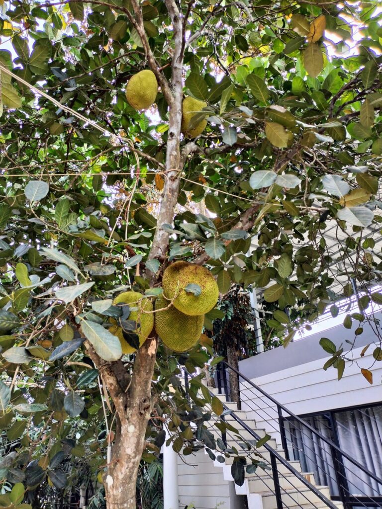 Durian Farm Le Boutique in kampot cambodia