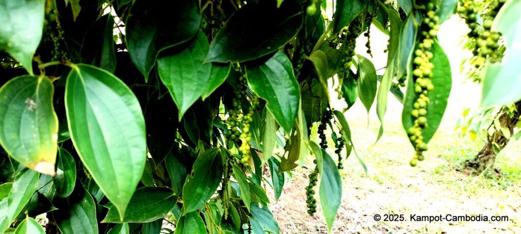 maline resort pepper farm in kampot cambodia