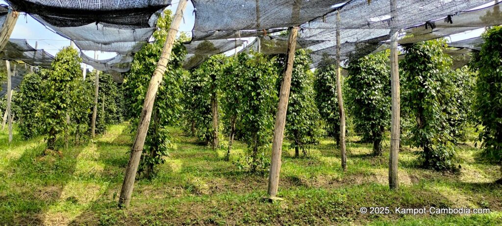 maline resort pepper farm in kampot cambodia