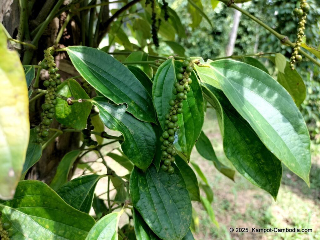 maline resort pepper farm in kampot cambodia