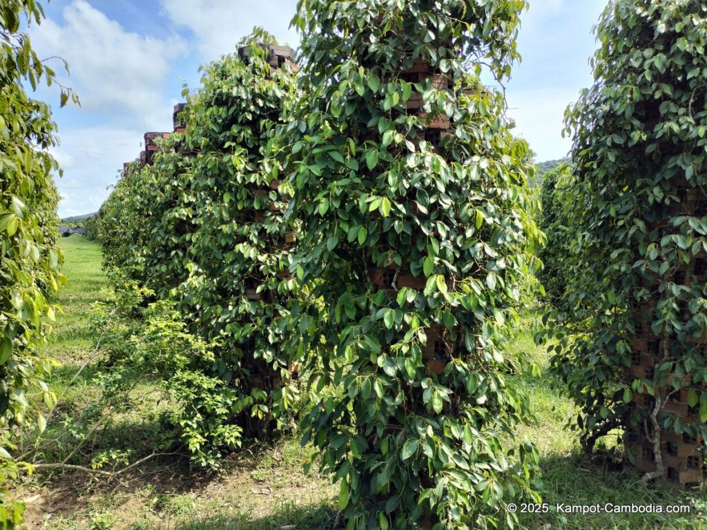 maline resort pepper farm in kampot cambodia