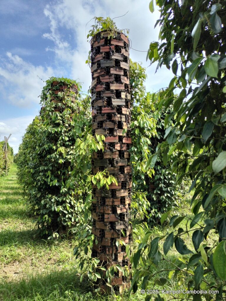 maline resort pepper farm in kampot cambodia