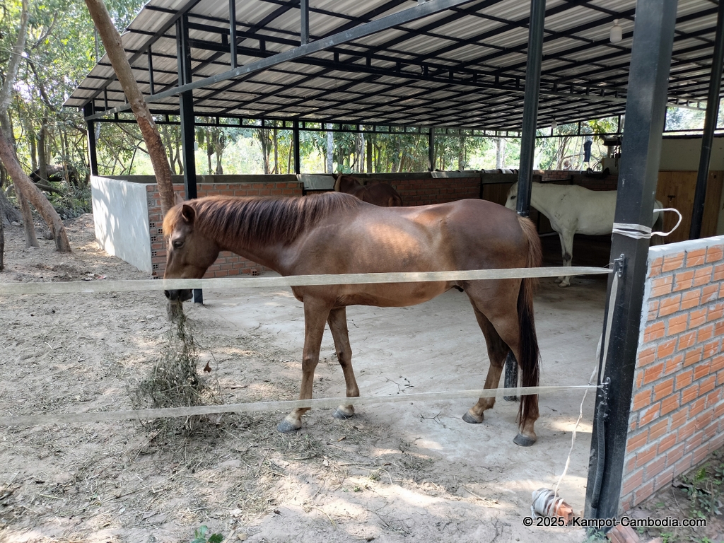 horse riding in kampot cambodia