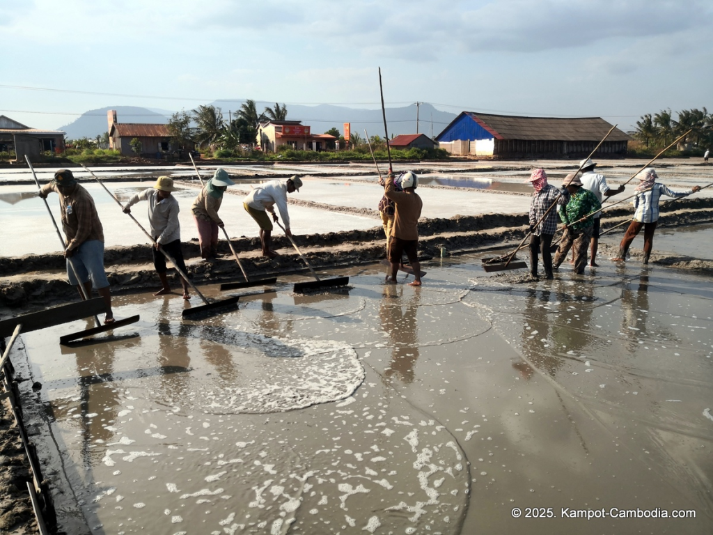salt fields in kampot cambodia