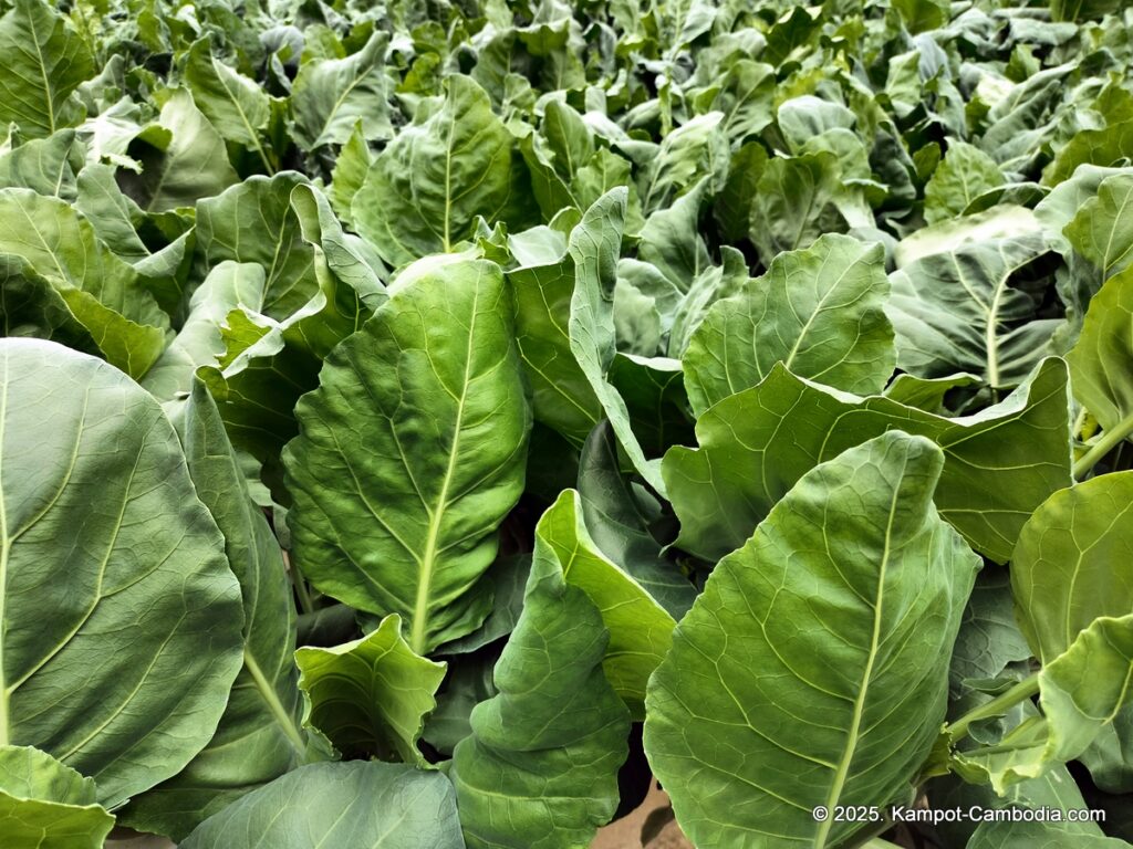 bokor hydropinics garden in kampot cambodia
