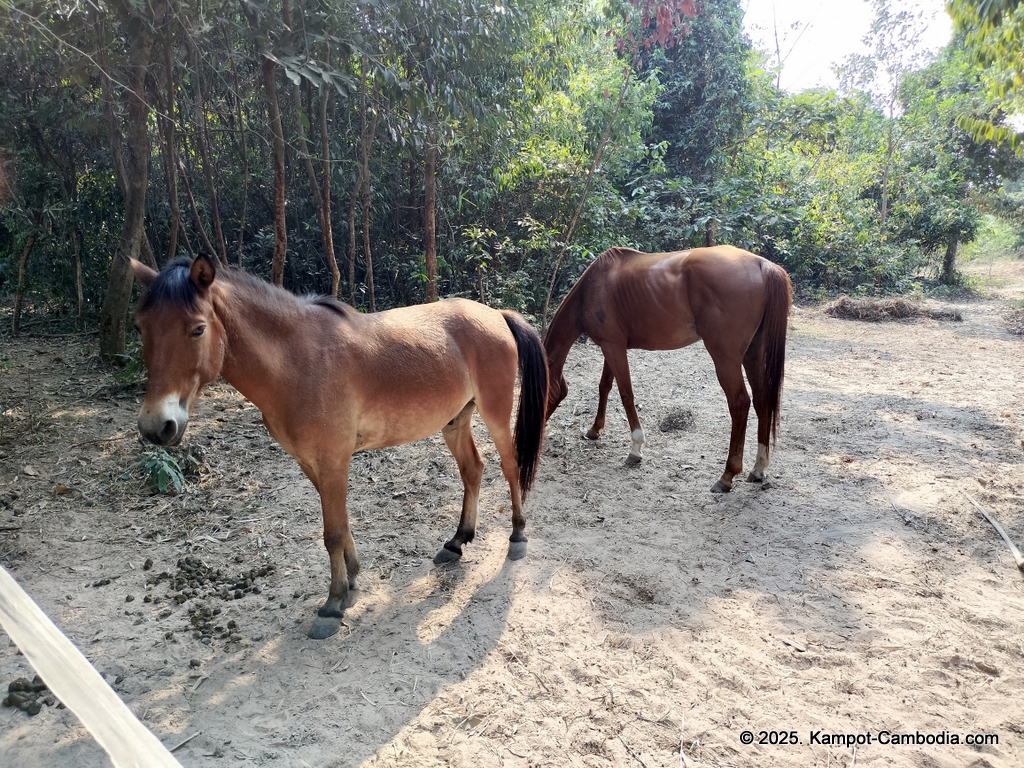 horse riding in kampot cambodia