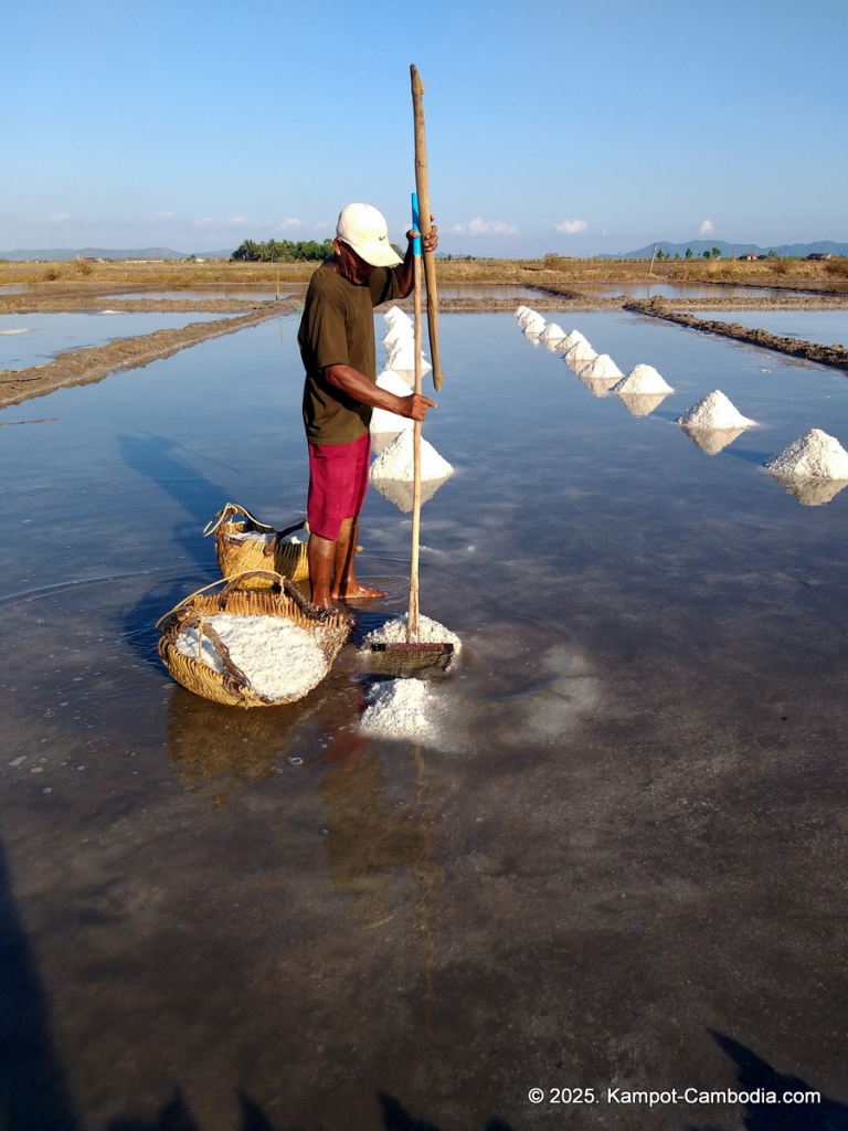 salt fields in kampot cambodia