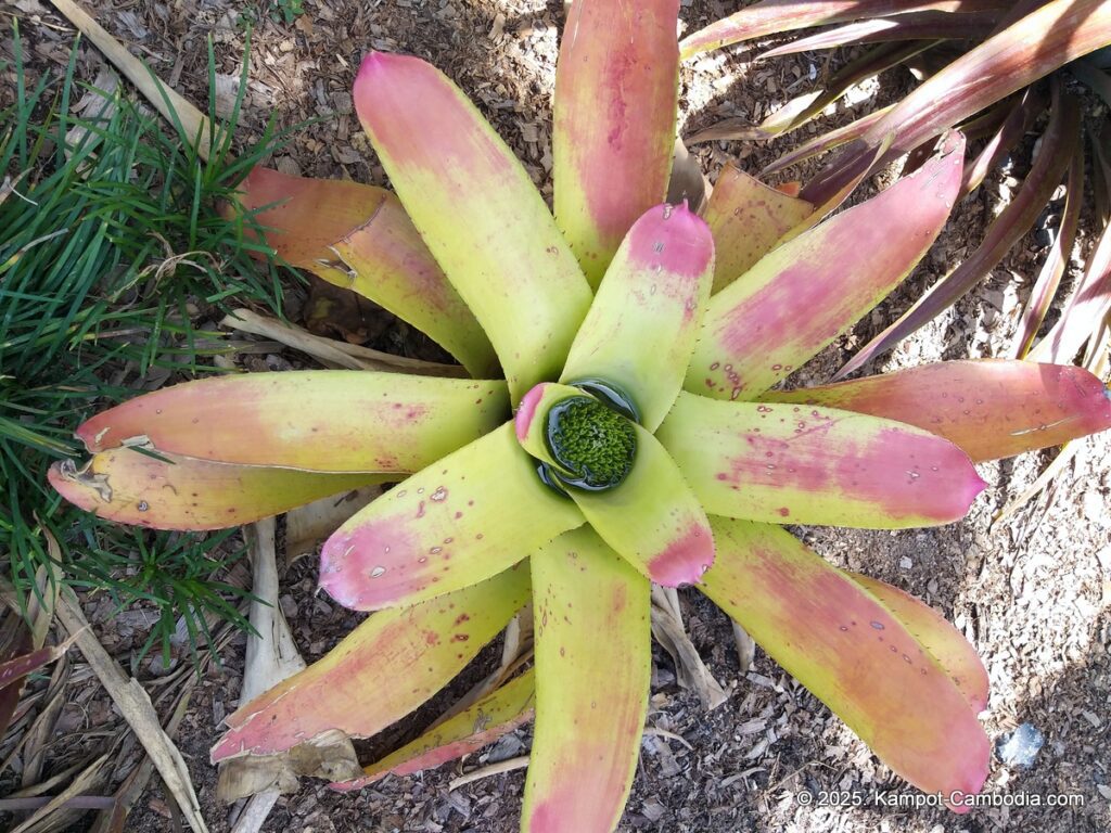 jonny ocean farm in kampot cambodia