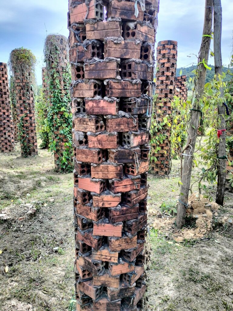 bo tree pepper farm in kampot cambodia