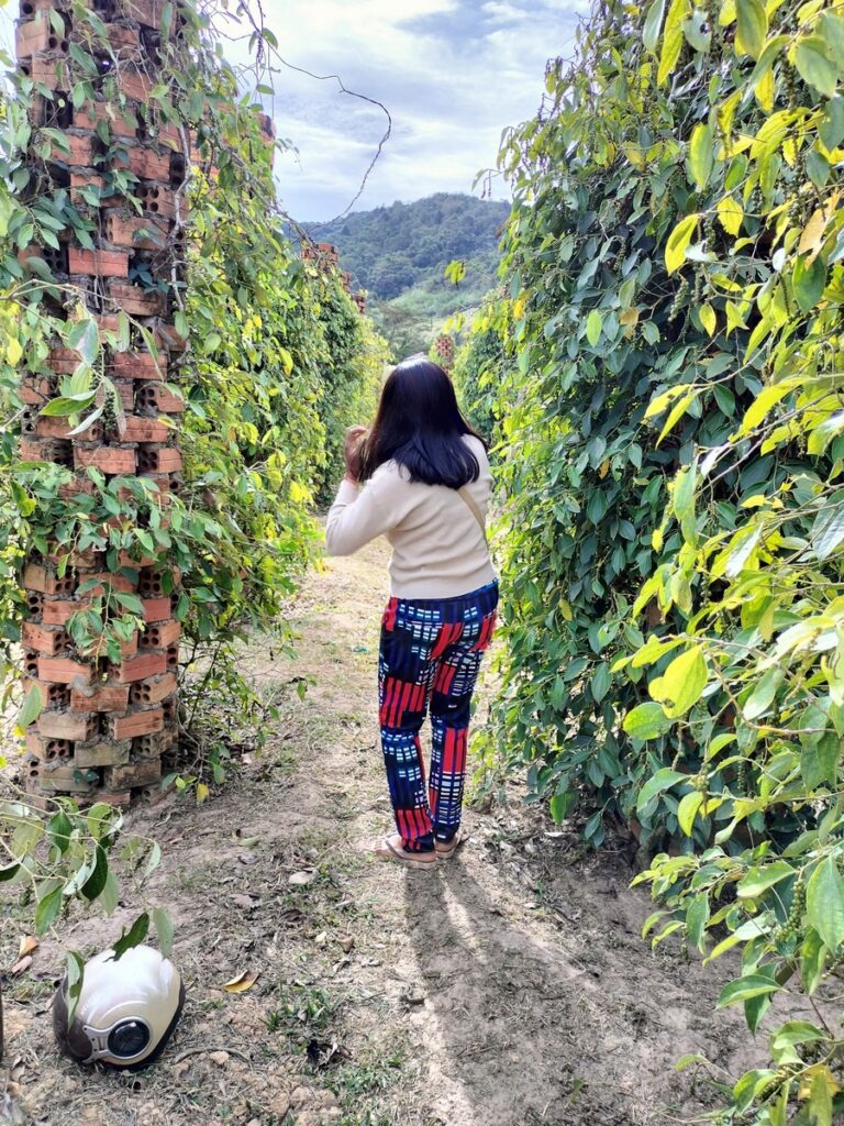 bo tree pepper farm in kampot cambodia