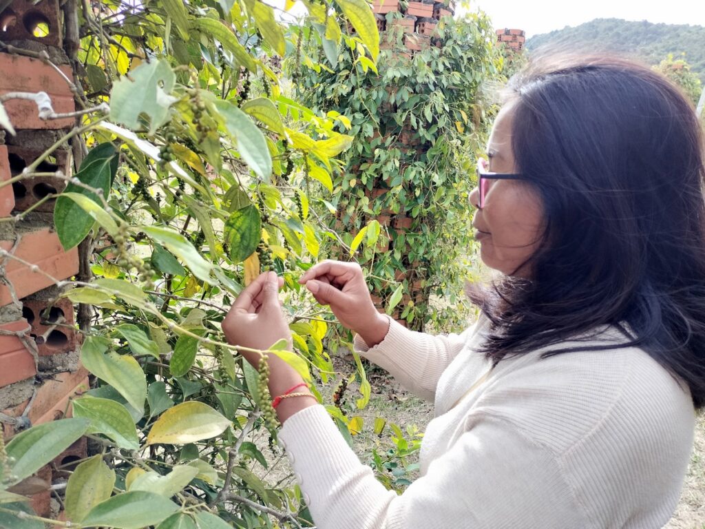 bo tree pepper farm in kampot cambodia