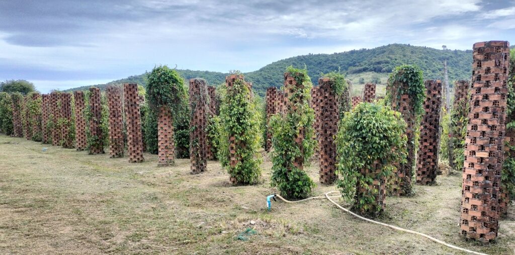 bo tree pepper farm in kampot cambodia