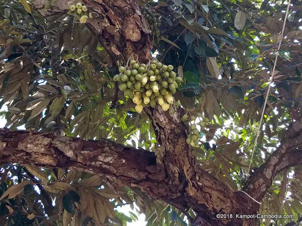 Makk Long Durian Farm Riverpark in kampot, cambodia