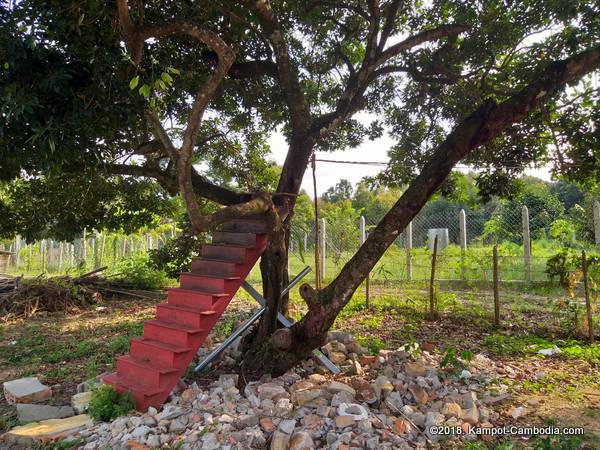 Makk Long Durian Farm Riverpark in kampot, cambodia