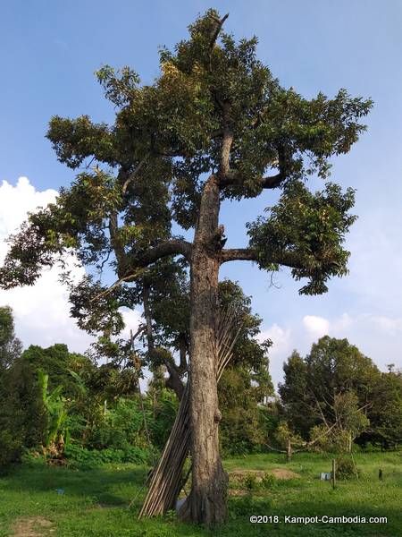 Makk Long Durian Farm Riverpark in kampot, cambodia