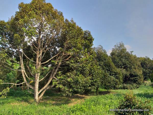 Makk Long Durian Farm Riverpark in kampot, cambodia