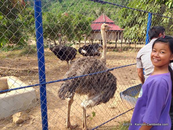 Tada Waterfall Koh Tada and Teuk chhou waterfall in kampot cambodia