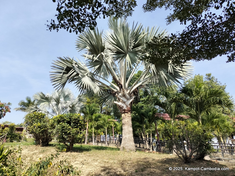 Maline resort and pepper farm in Kampot cambodia