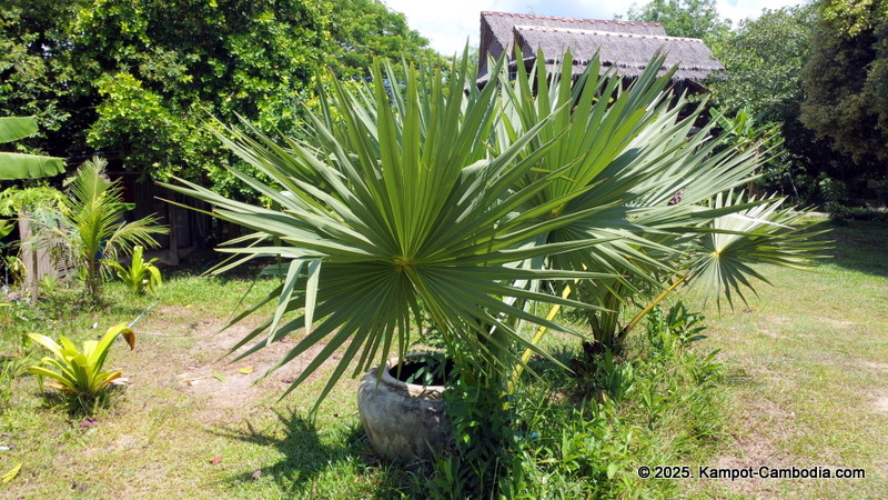 eco lotus cooking school and countryside rooms in kampot, cambodia